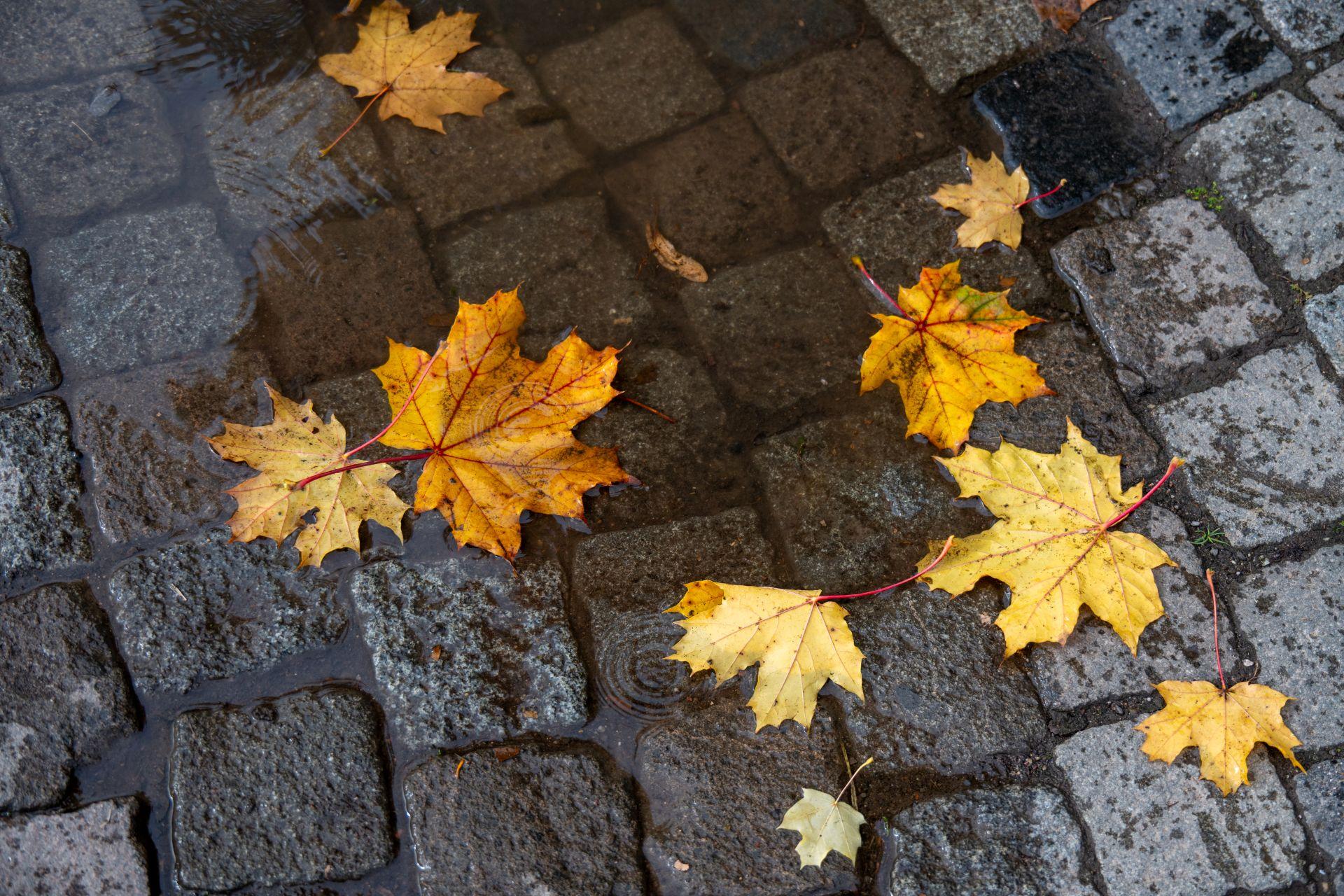 Auf nassem Kopfsteinpflaster liegen mehrere gelbe Ahornblätter. Das Regenwasser bildet kleine Pfützen zwischen den Steinen. Das Foto betont die natürliche Oberfläche und die Witterungsbeständigkeit des Materials.